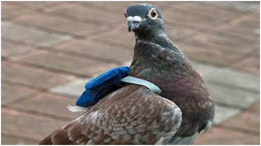 carry-on-pigeon