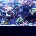 75 Gallon Aquarium-Why you buy a 75 gallon fish tank?