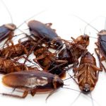 Why Pest Control Should Not Be A Taboo Subject