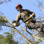 Why Hire a Tree Surgeon?