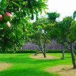 Planning an orchard