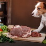 Some rules for raw feeding your dog