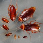 Dealing with a cockroach infestation