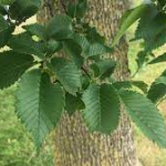 What Disease affected Elm Trees?